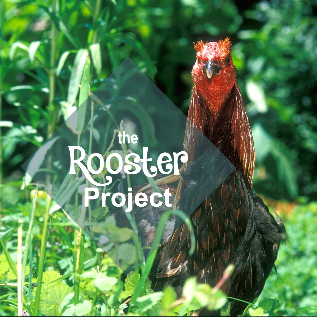 roosterprojectfb
